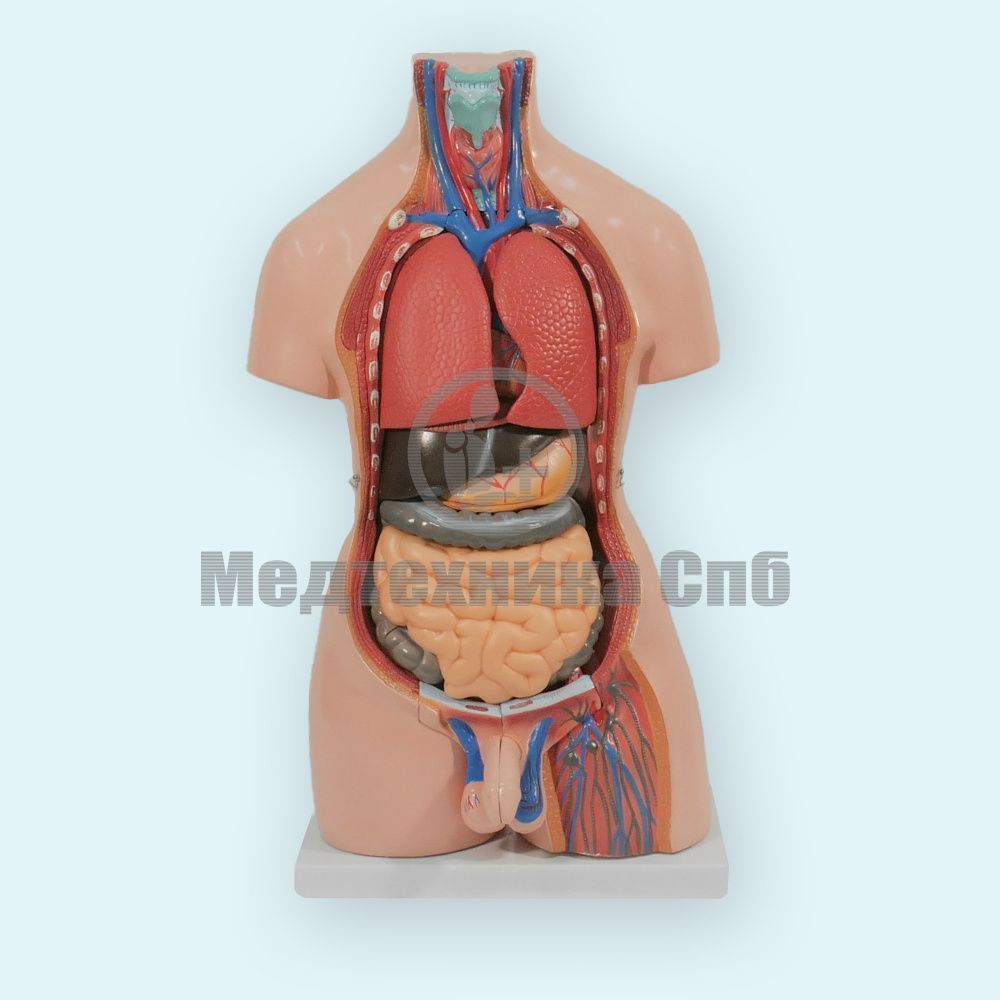 Модель торса двуполая разборная 85 см 40 частей (на подставке) ООО  Медтехника Спб