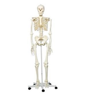 изображение: Скелет женщины 168 см