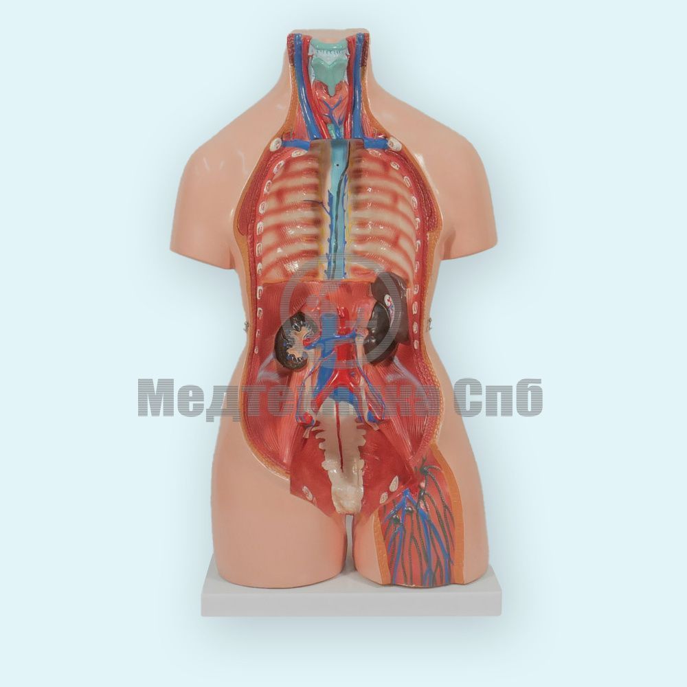 Модель торса двуполая разборная 85 см 40 частей (на подставке) ООО  Медтехника Спб