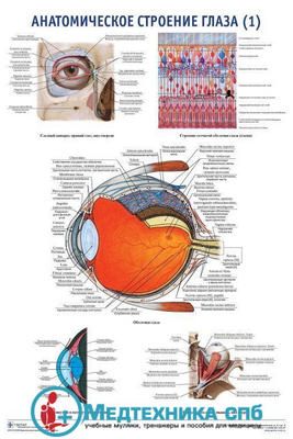 Анатомическое строение органа зрения 1 (русский/латынь)