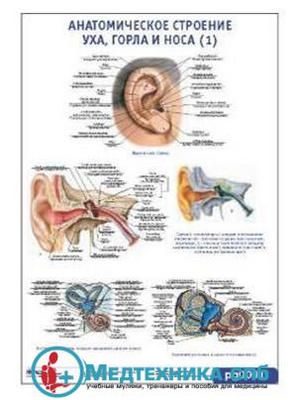 Анатомическое строение уха, горла и носа 1 (русский/латынь)
