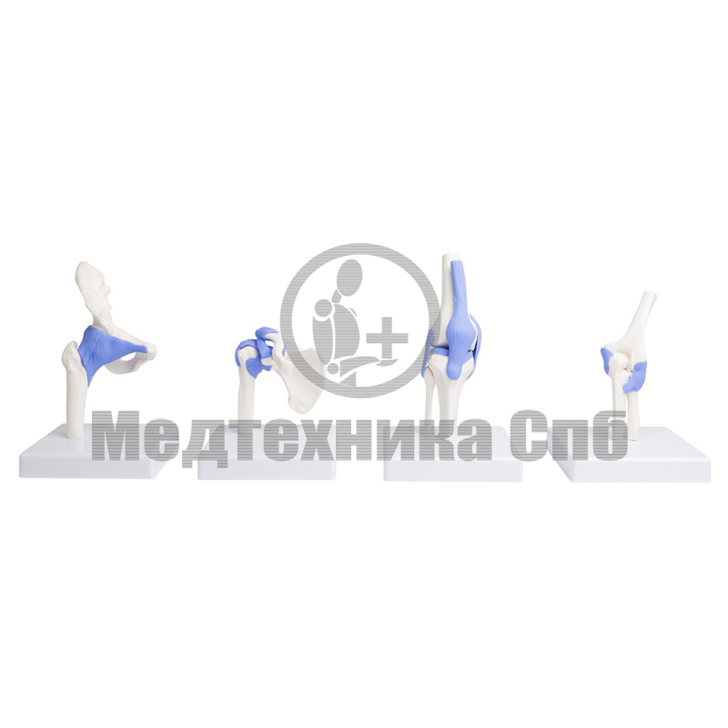 P0210 Набор моделей миниатюрных суставов, 4 части