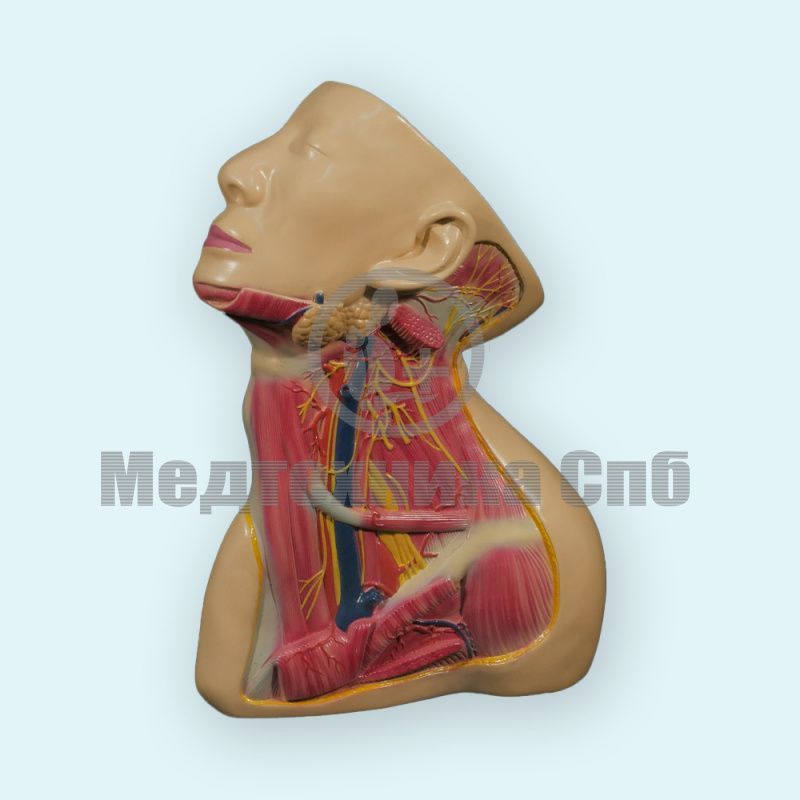 изображение: Модель глубоких нервов, сосудов и мышц