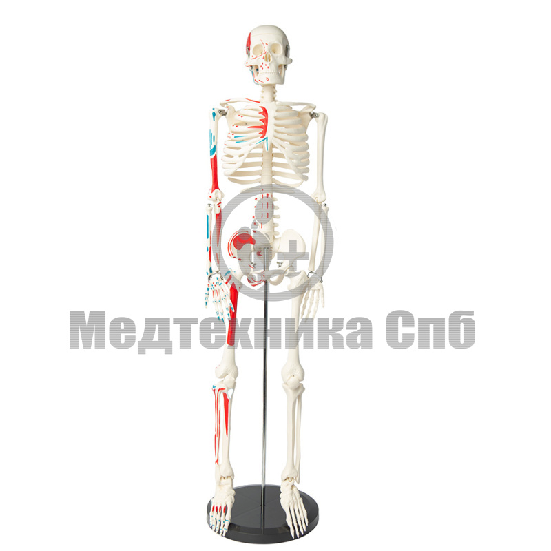 Модель скелета человека места прикрепления мышц 80 см