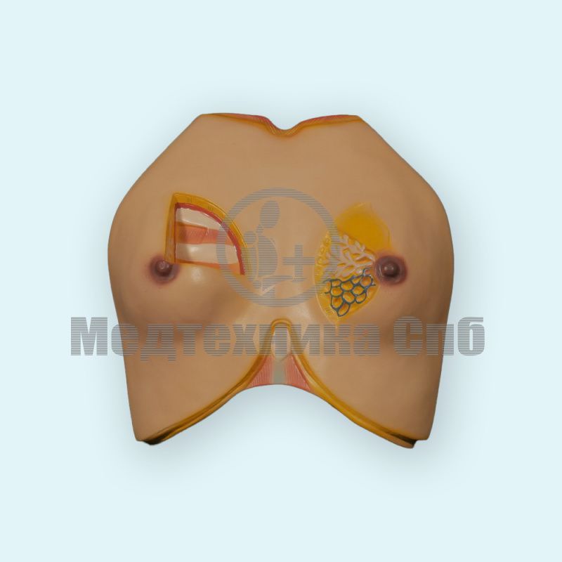 изображение: Модель анатомии груди