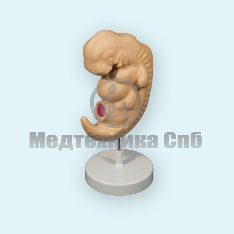 Модель эмбриона