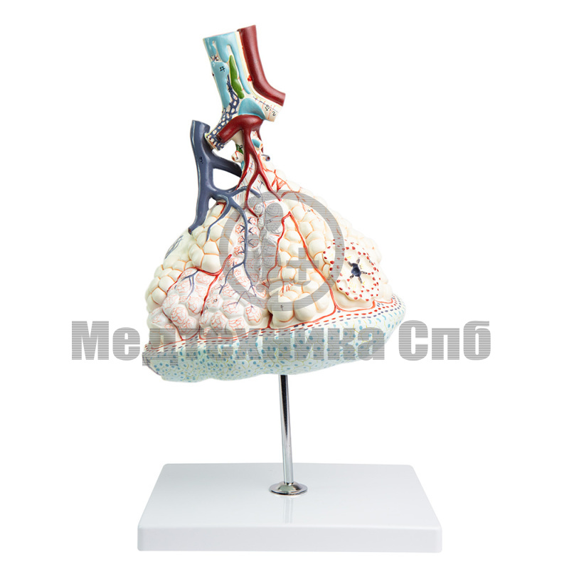 P04151 Модель дольки легких