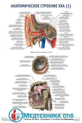 изображение: Анатомическое строение органа слуха 1 (русский/латынь)