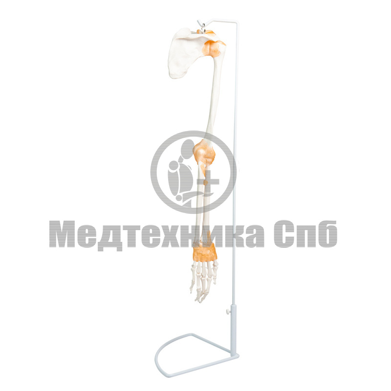 P1180B Модель скелета руки с лопаткой, ключицей и связками (со штативом)