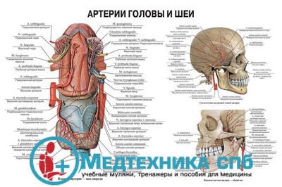 изображение: Артерии головы и шеи 1 (русский/латынь)