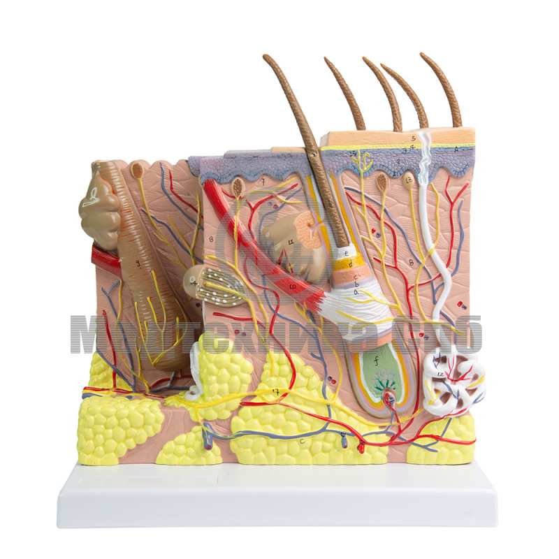 P0554 Модель кожи, 2 части