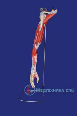 изображение: Модель мышц руки с основными сосудами и нервами