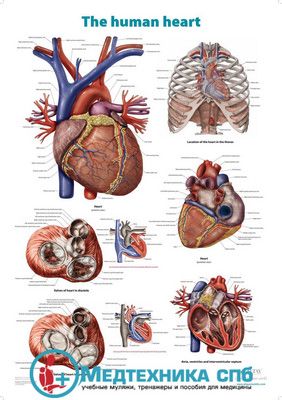 Анатомическое строение сердца (плакат на английском языке)