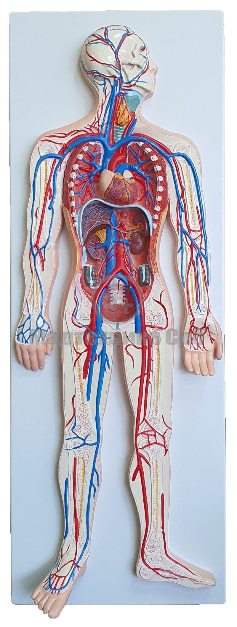 Модель кровеносной системы 2 части (на подставке)