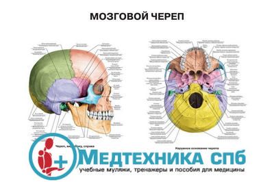 Мозговой череп 1 (русский/латынь)