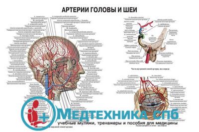 Артерии головы и шеи 4 (русский/латынь)