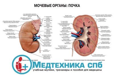 Анатомия почки (русский/латынь)