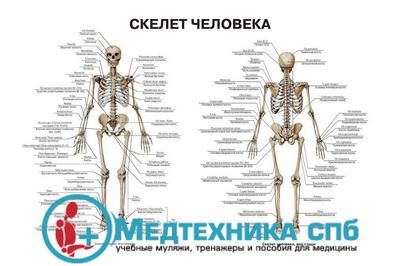 Скелет человека (русский/латынь)