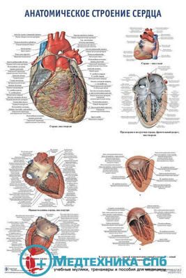 Анатомическое строение сердца (русский/латынь)